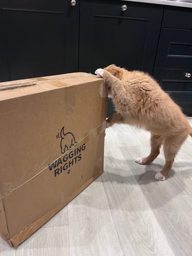 Customer photo review of The Dog Dock