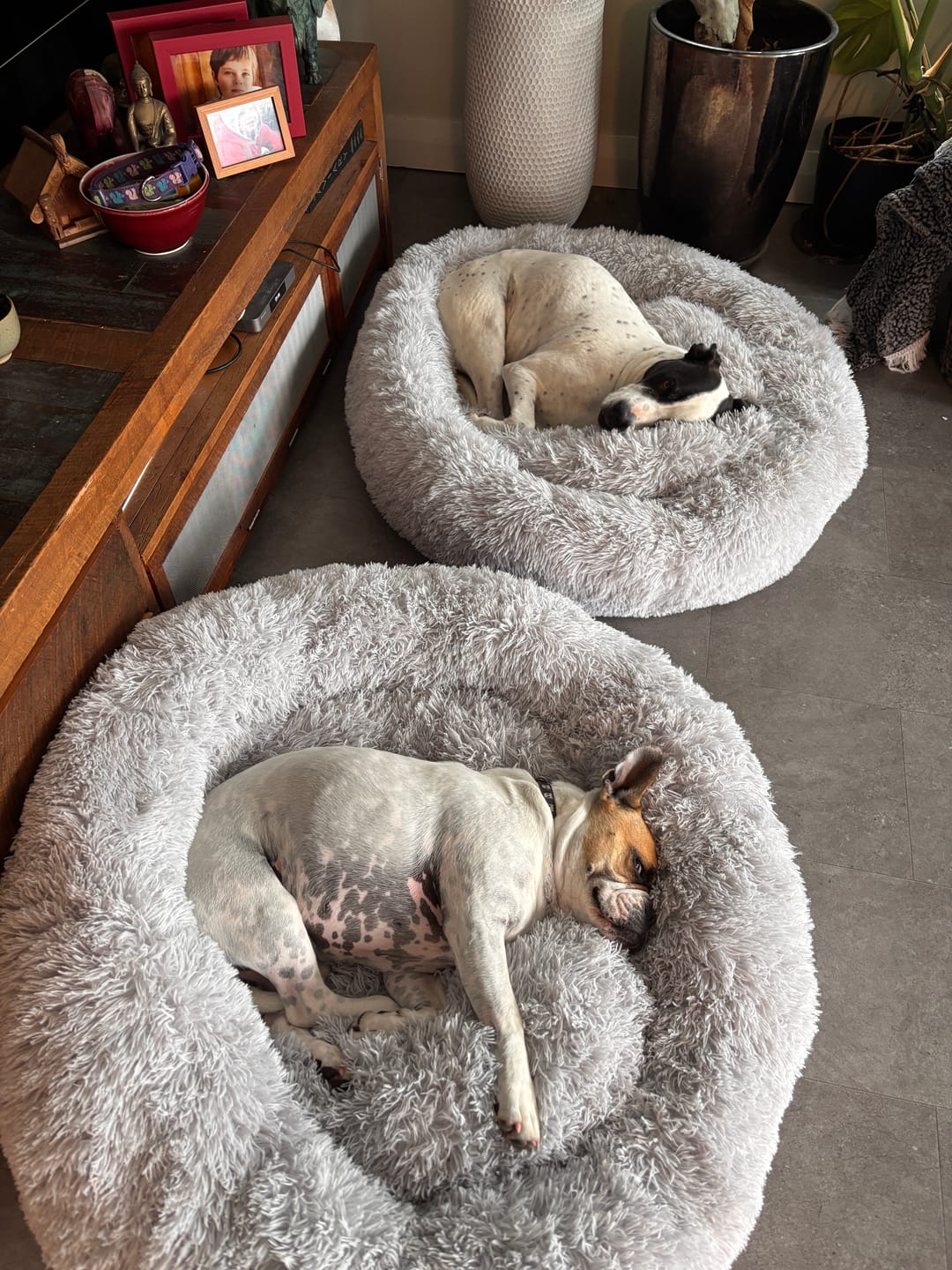 Customer photo review of Brooklyn® Deep Sleep Pet Bed