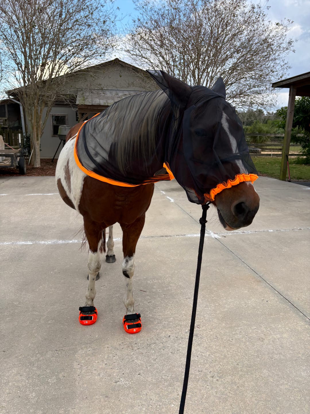 Customer photo review of Renegade® Viper Shield™ Hoof Boot - Cosmic Orange