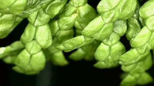 Nahaufnahme einer hellgrünen, geflochtenen Pflanze, die von einem Kunden in der Natur fotografiert wurde.