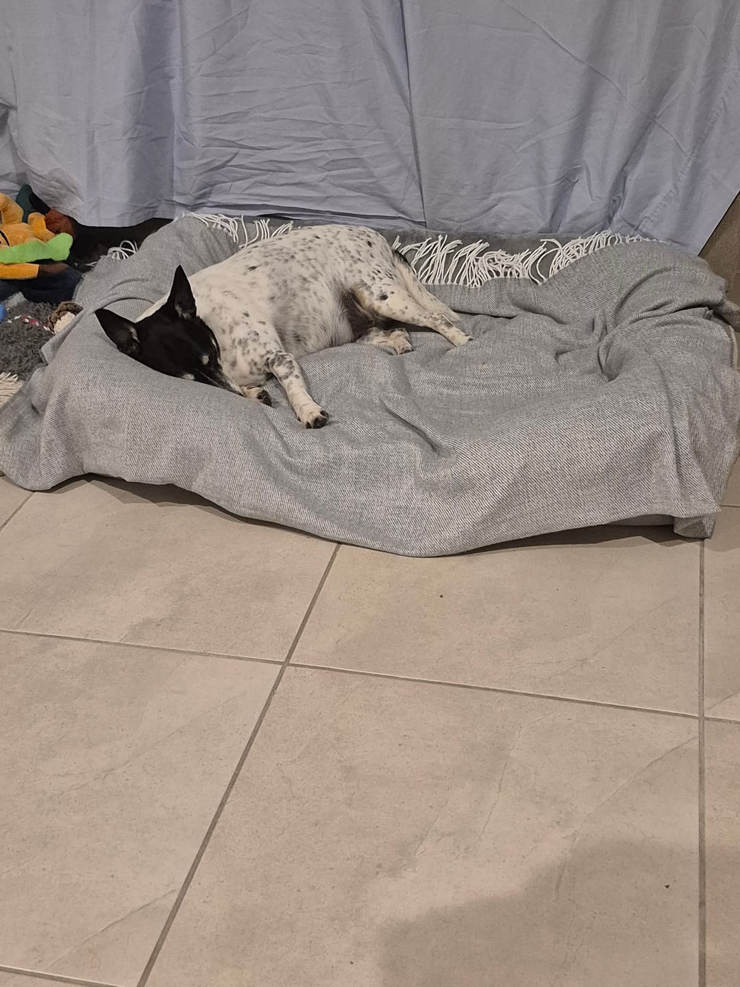 Customer photo review of Memory Foam Pet Sofa Bed