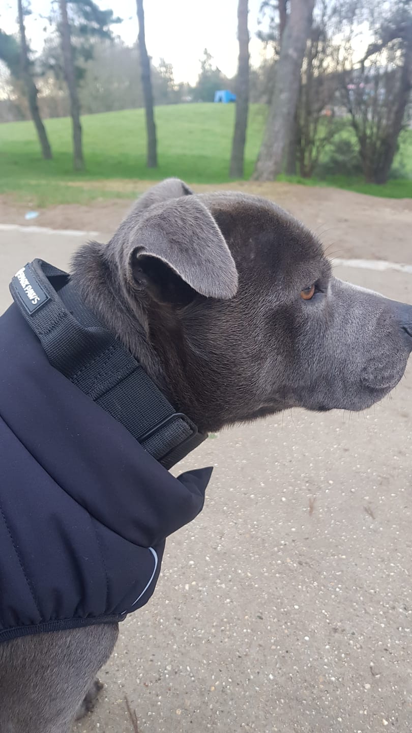 Customer photo review of Comfort Control Dog Collars