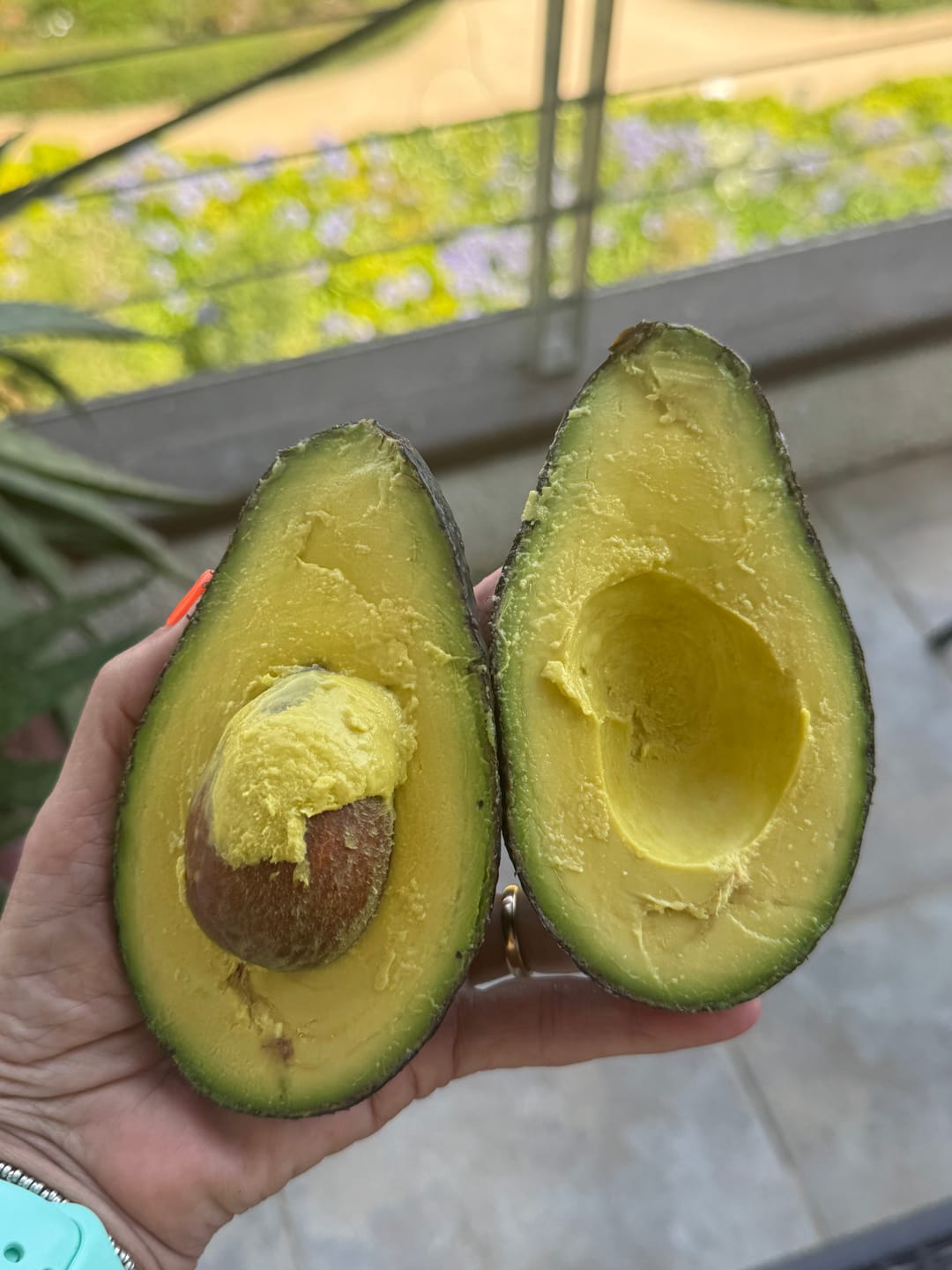Customer photo review of 3 kg Palta Hass Chilena