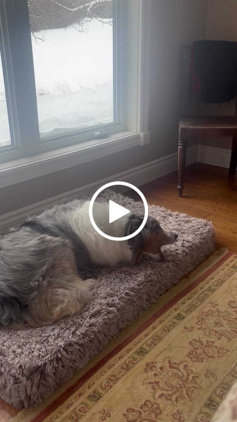 Customer video review of Himalayan Yak Chew (MEGA)
