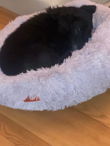 Customer photo review of Puppery Hundebett Wolke 7 - Das Original