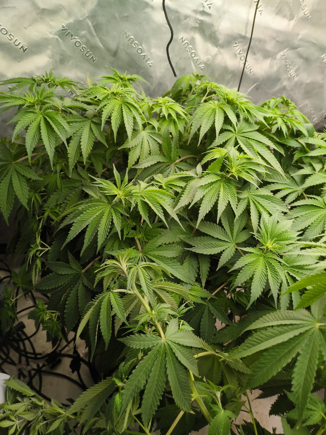 Customer photo review of Advanced Nutrients pH Perfect Bundle Grow, Micro and Bloom Trio