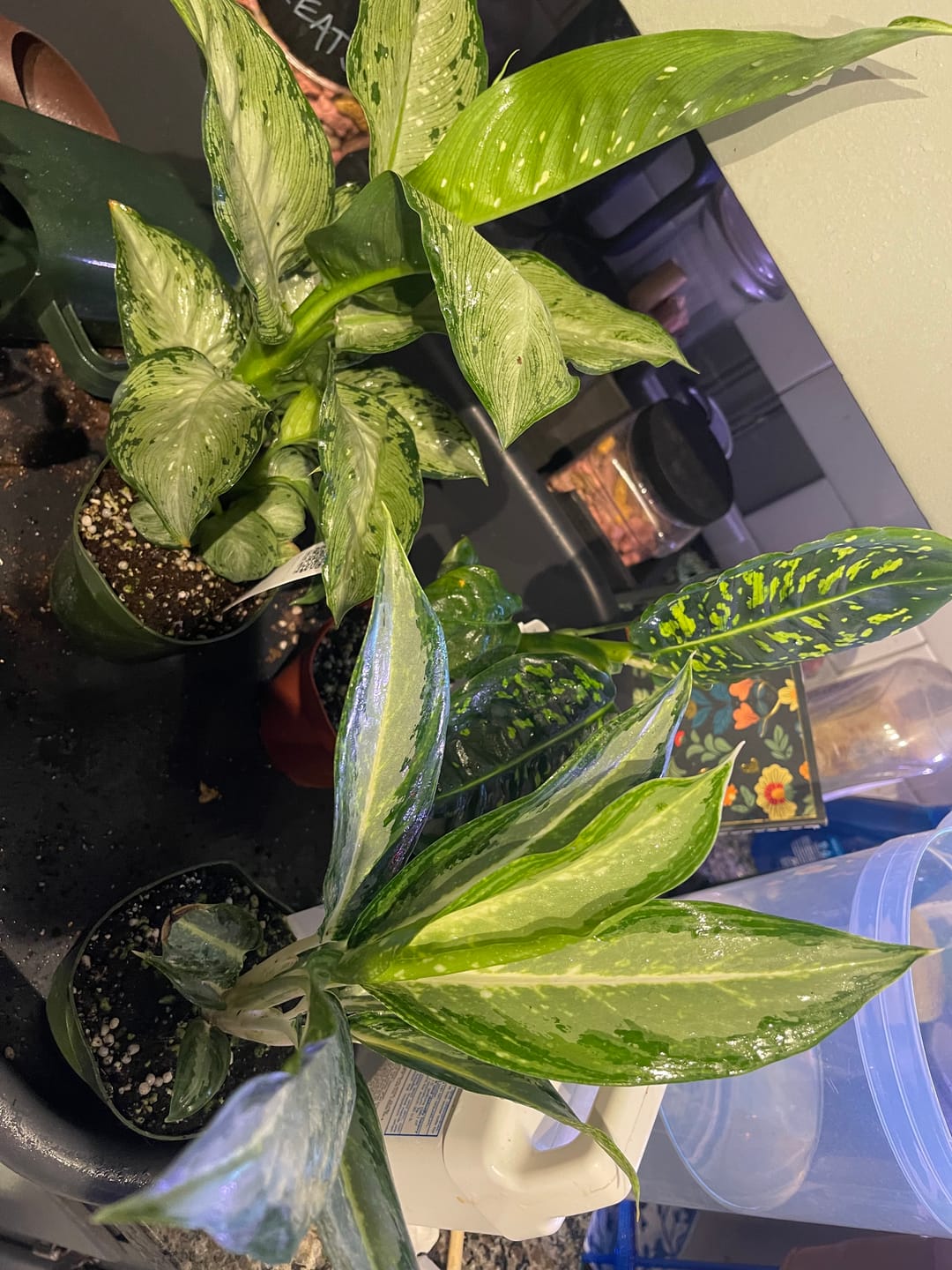Customer photo review of Aglaonema 'White Rain'