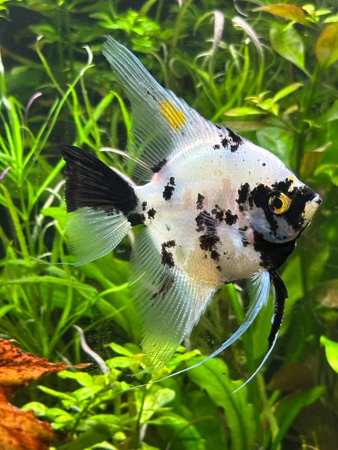 Customer photo review of Panda Angelfish