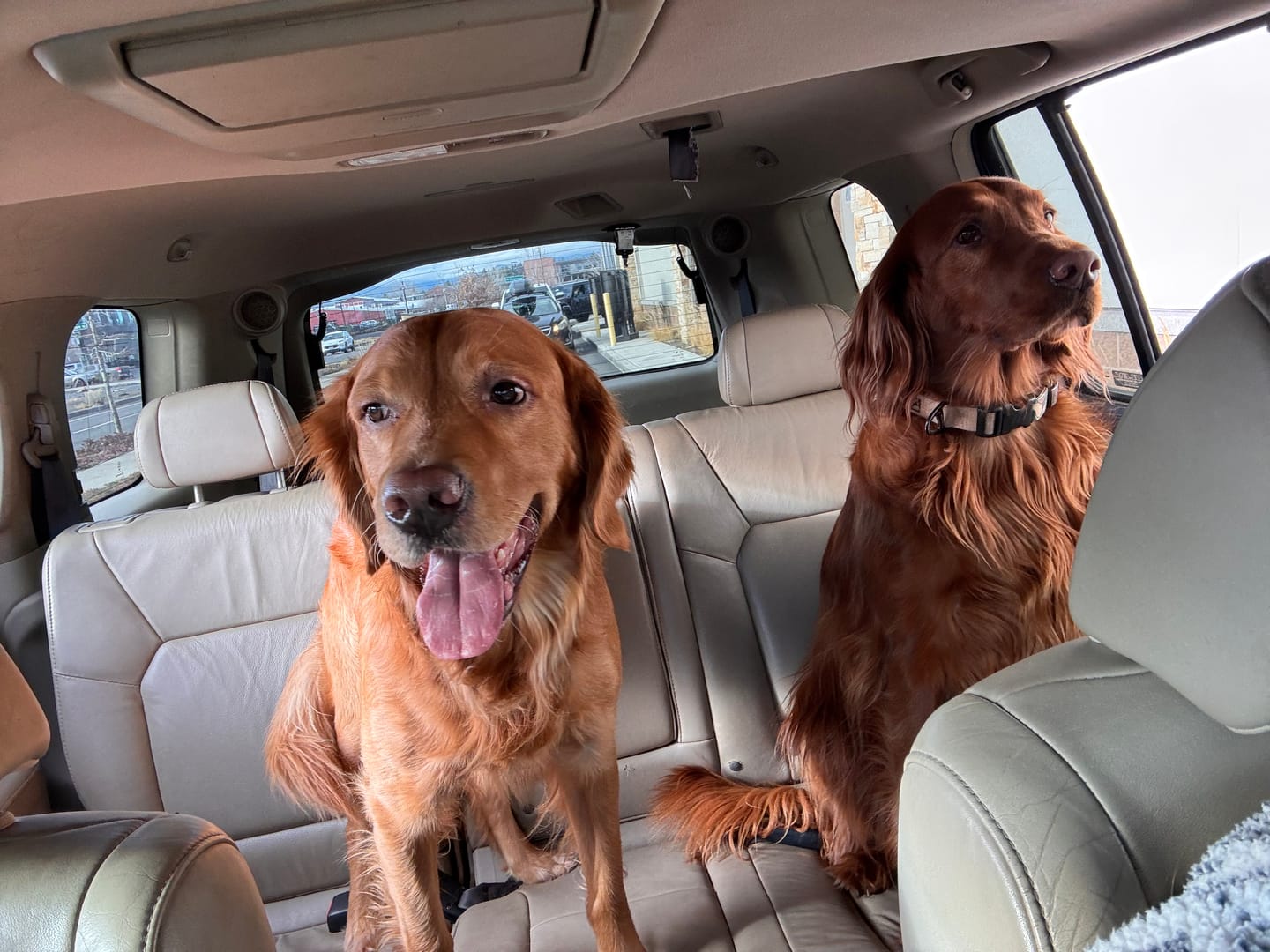 Customer photo review of OLE: Artist Series Collar