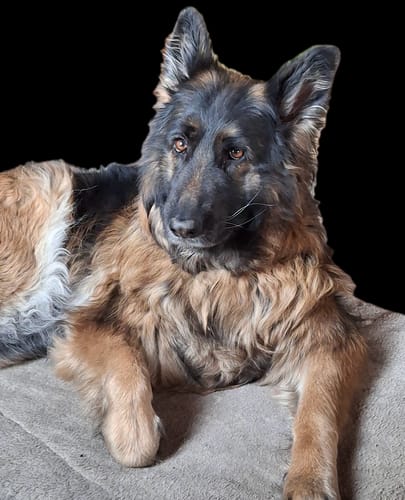 Customer photo review of Pâtées riches en volaille & aux petits pois (Chien âgé)