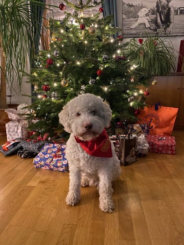 Rezensent zeigt seinen weißen Hund, der sich nach der Einnahme von Präbiotika erholt hat.