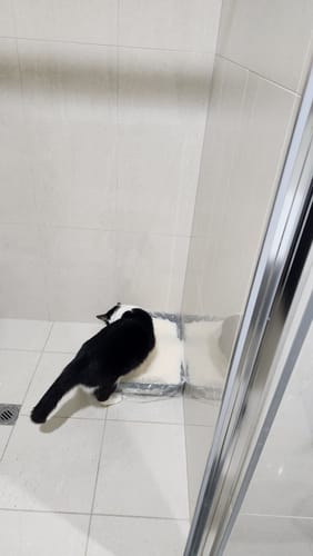 Customer photo review of 3 Month Supply - 2 Cats