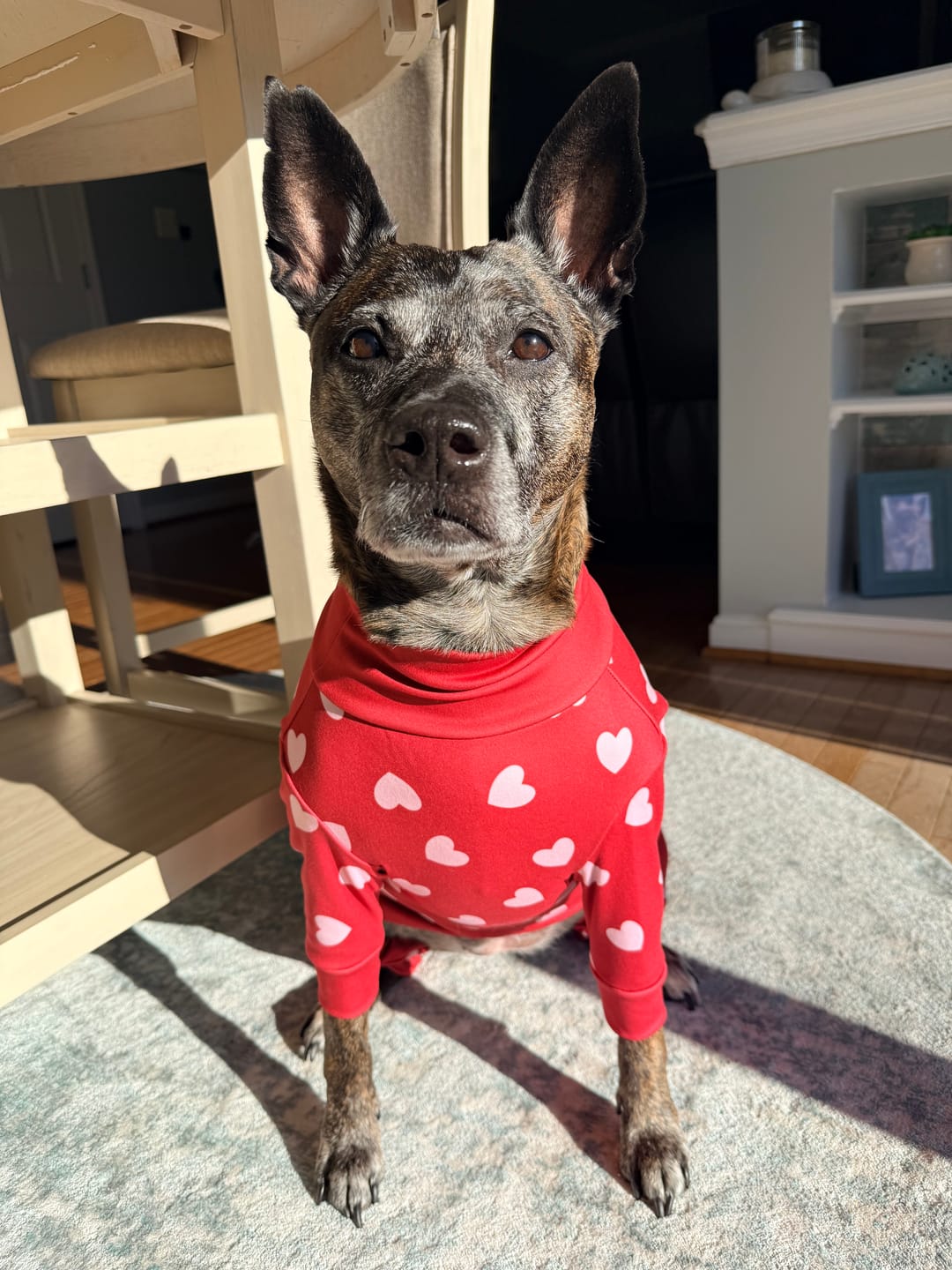 Customer photo review of Dog Pajama - Red Hearts