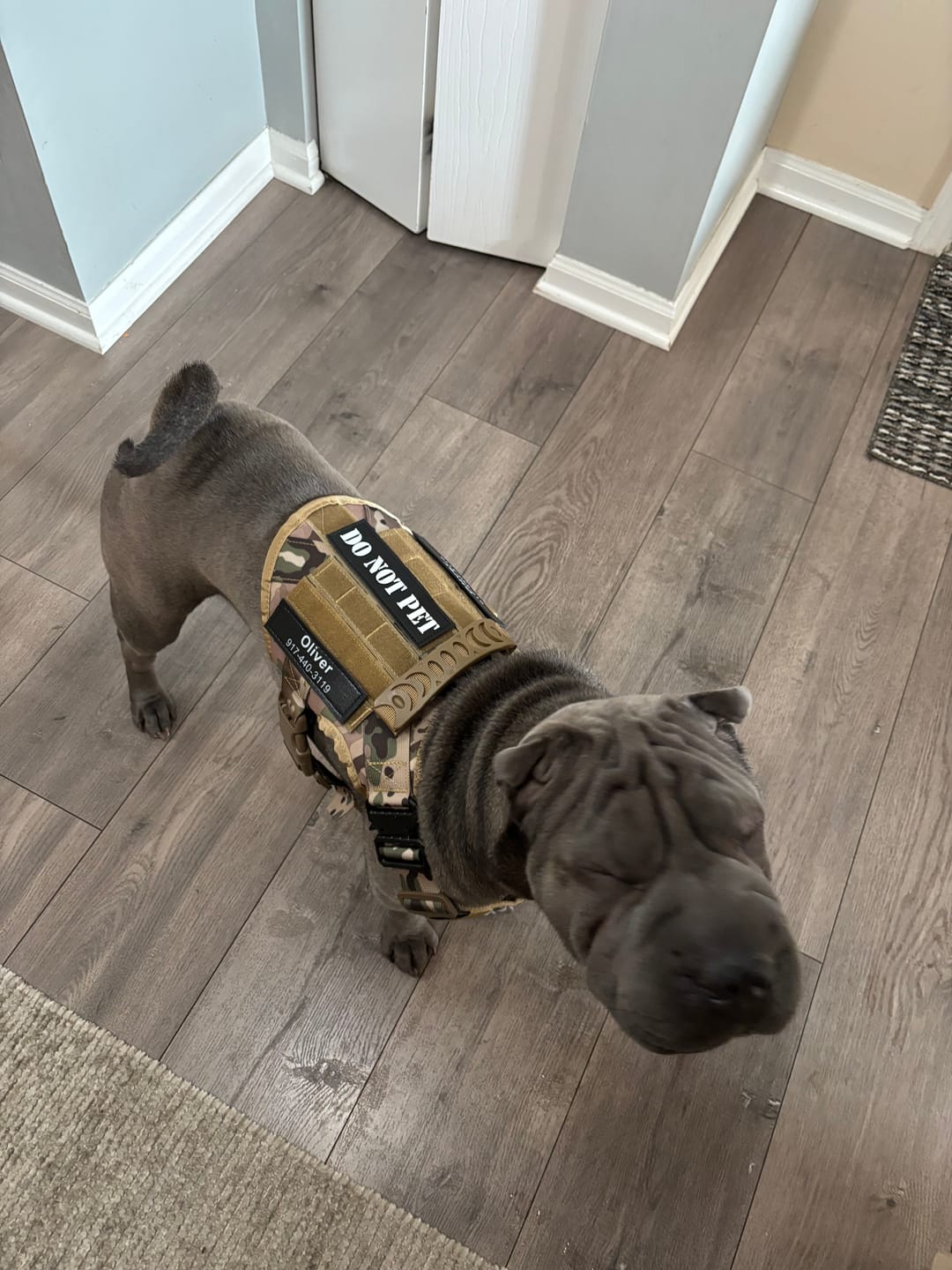Customer photo review of Classic Heavy-Duty Tactical No-Pull Team K9™ Dog Harness With Front & Back D-Rings, Quick-Release Metal-Buckles, Hook & Loop Panels, & Top Handle