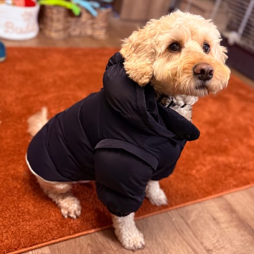 Customer photo review of Midnight | The Modular Puffer