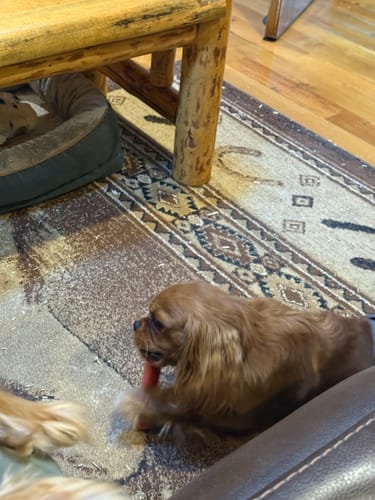 Customer's small brown dog lying on a rug, holding and chewing a red Strawberry Himalayan Yak Chew.