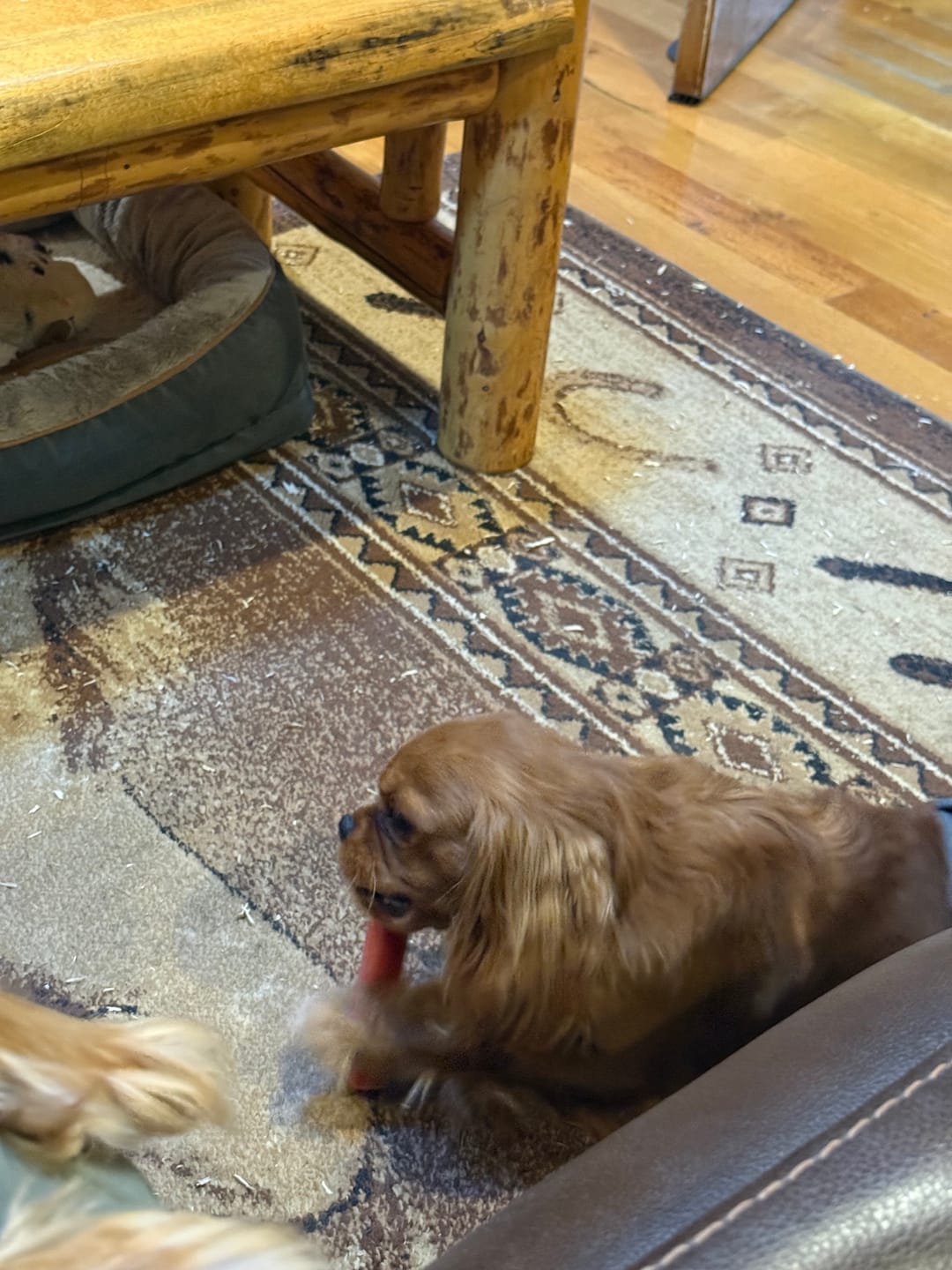 Customer photo review of Strawberry Himalayan Yak Chew (MEDIUM)