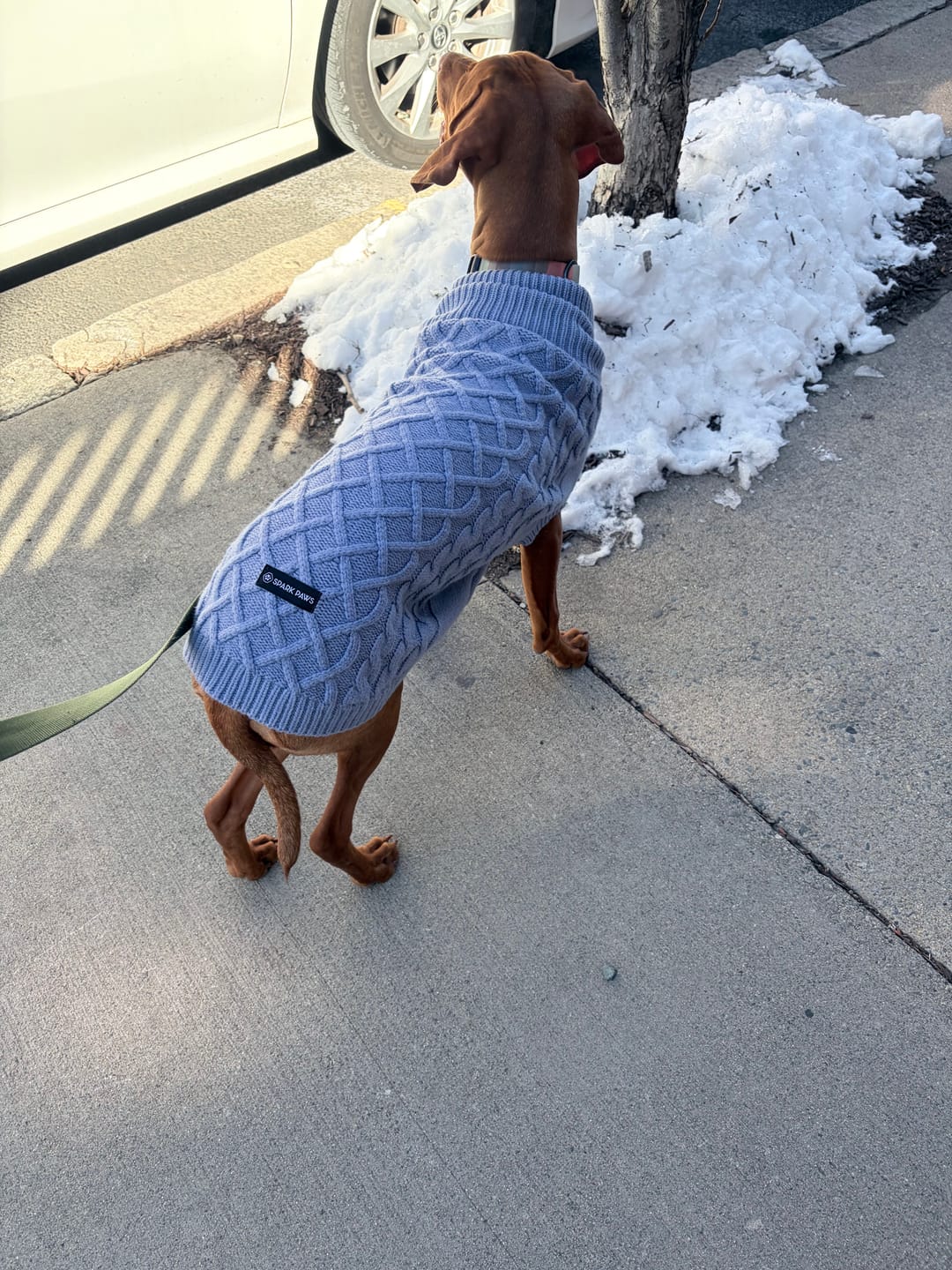 Customer photo review of Cable Knit Dog Sweater - Blue
