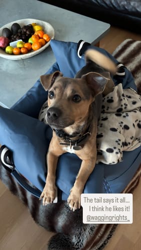 Customer photo review of The Dog Dock