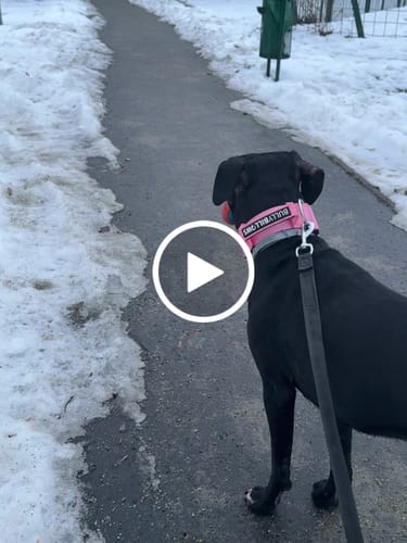 Customer video review of 5cm Combat® Collar | With Handle & Secure Clip - Pink