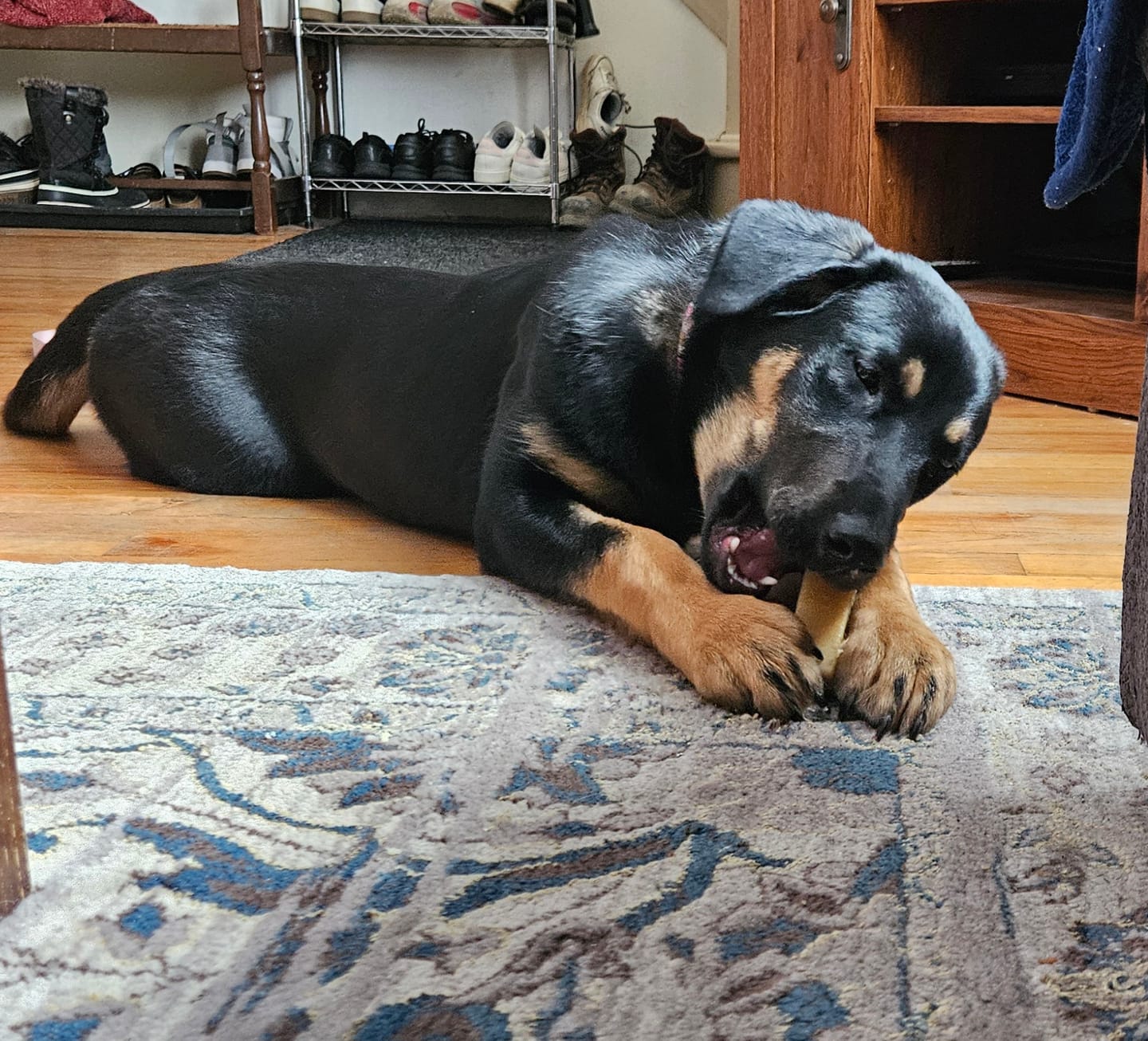 Customer photo review of Himalayan Yak Chew (EXTRA LARGE)