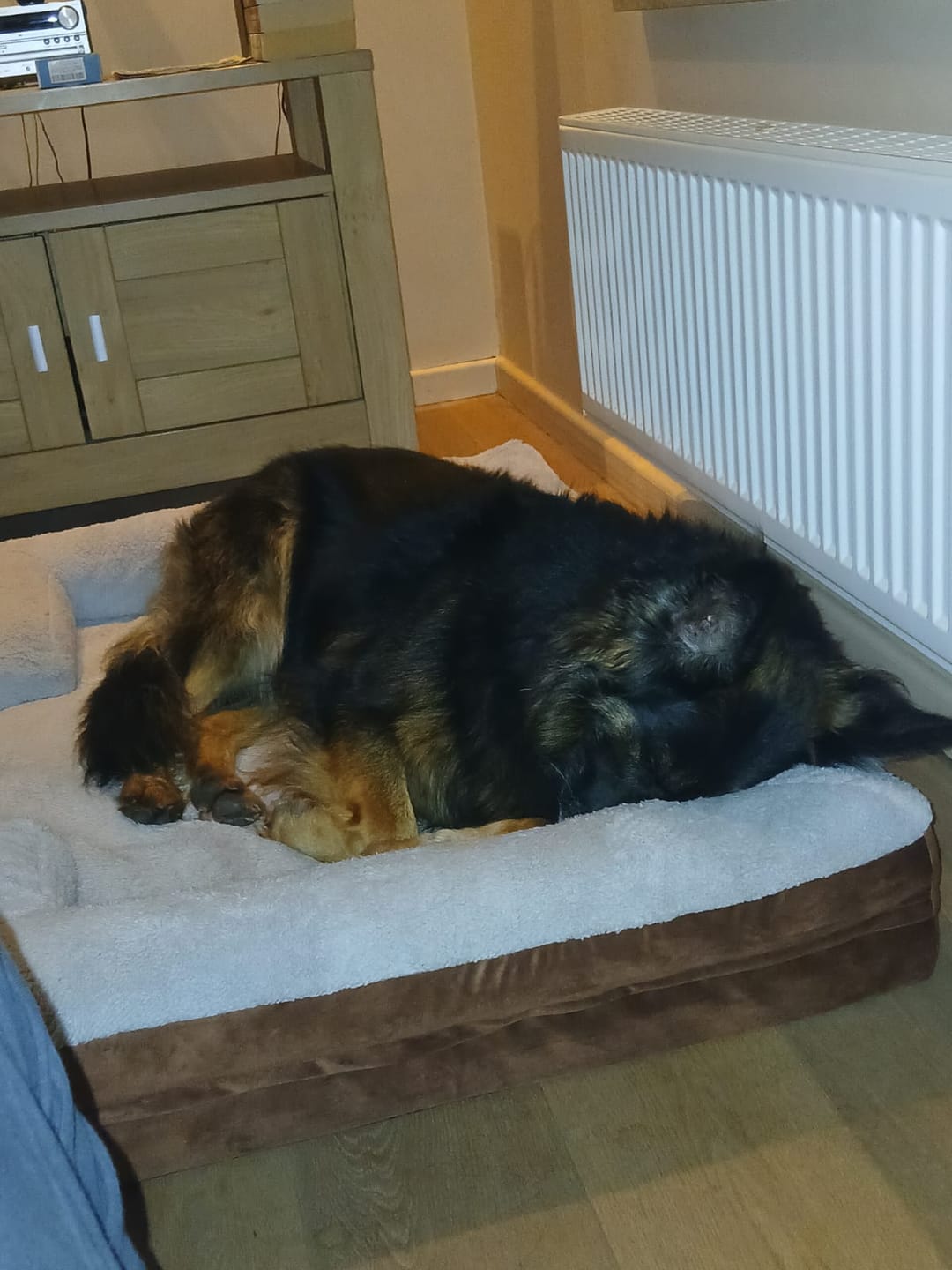 Customer photo review of Pet Perfect Hondenmand - Orthopedisch - Afritsbaar - Bruin