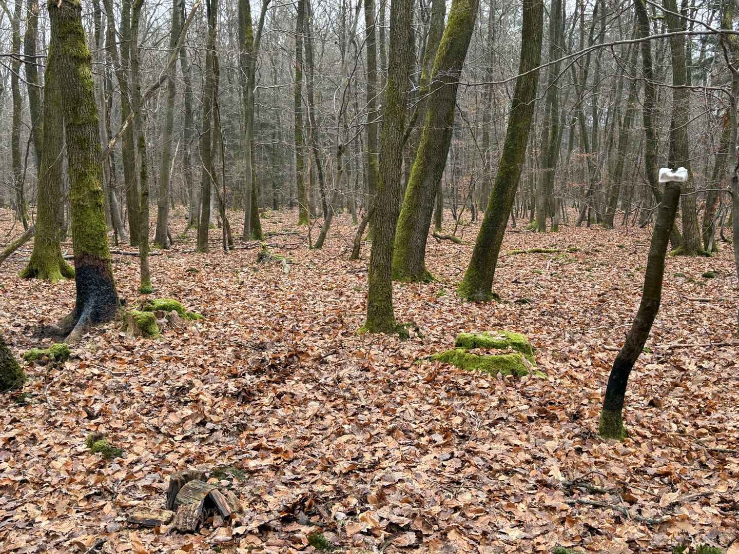 Customer photo review of Teer-Plus Wildlockmittel - Schwarzwild