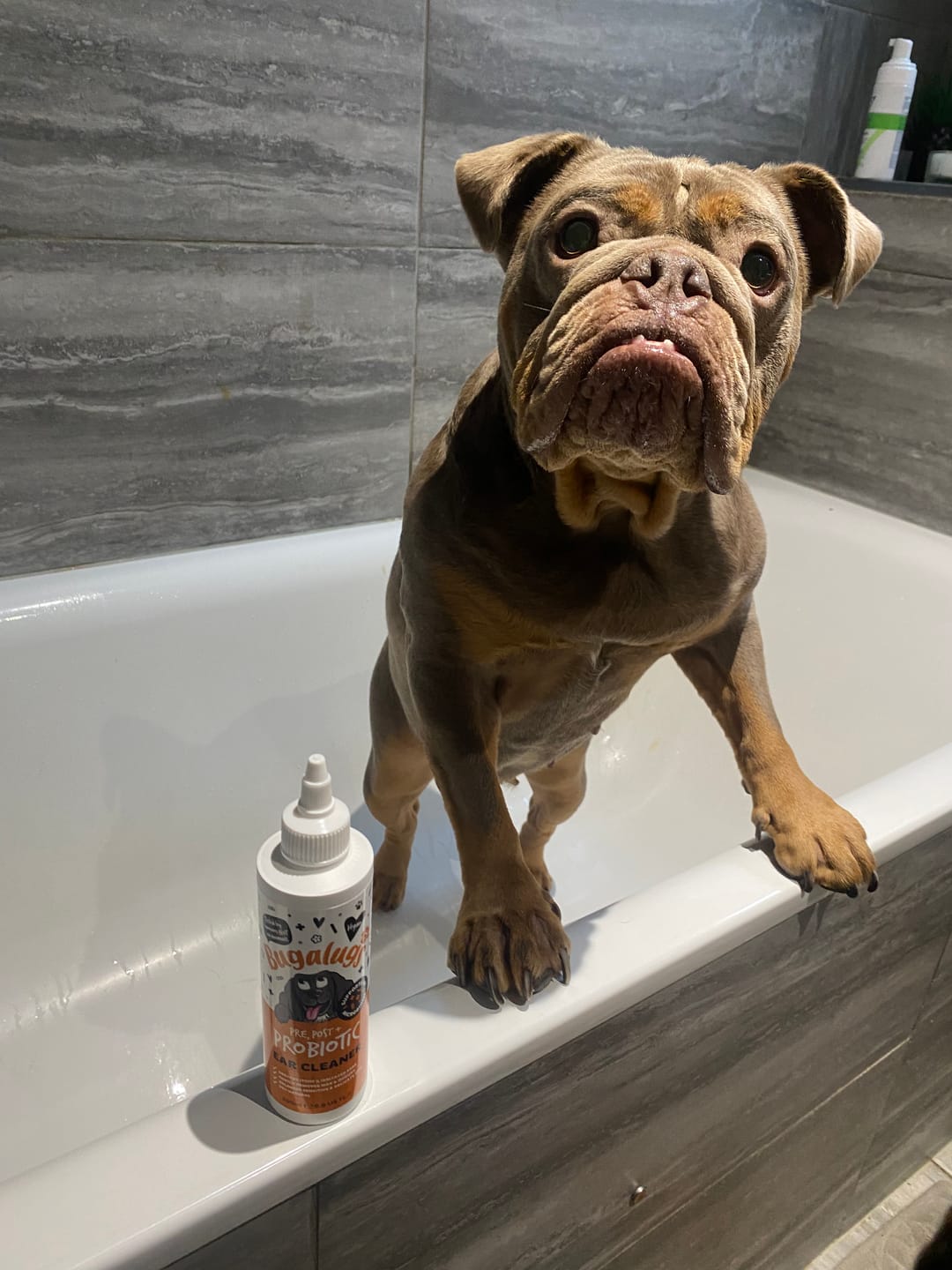 Customer photo review of Pre, Post + Probiotic Ear Cleaner for Dogs