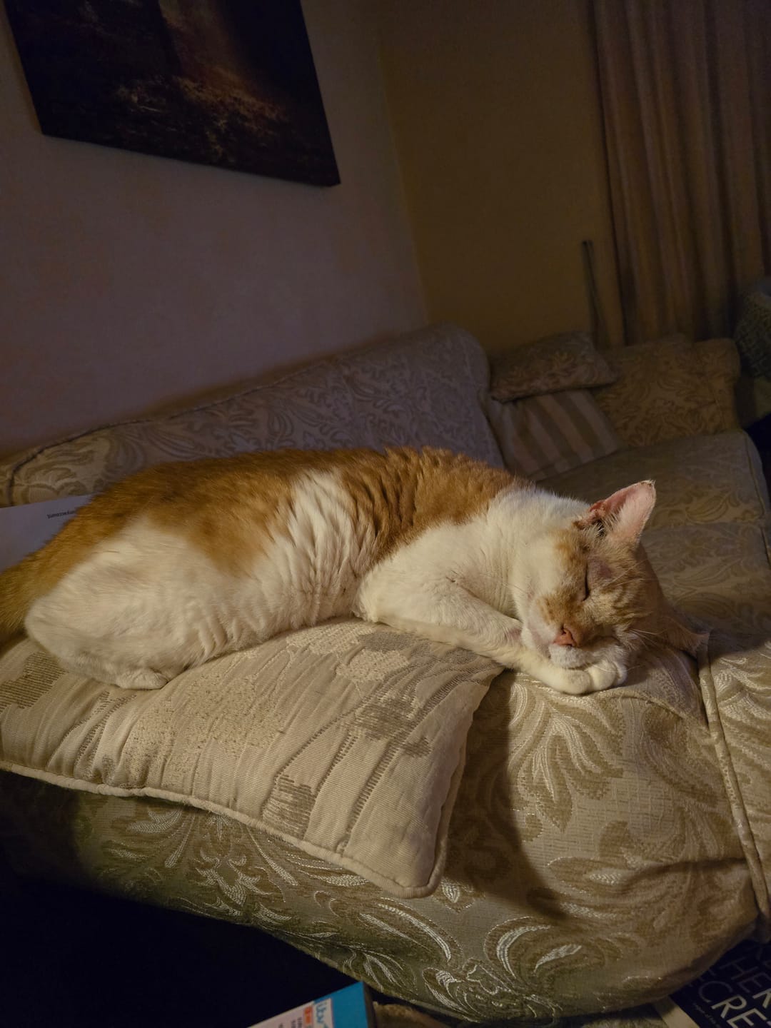 Customer photo review of Anti-Itch Cat Chews Twin Pack