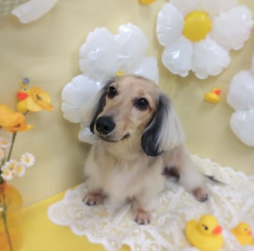 Customer photo review of FunFunPet 高機能ハーネス（お名前タグ作成サービス付き）