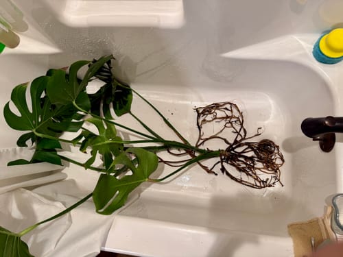 Customer's monstera plant with exposed roots in a bathtub, showing results of using Soil Refresh.