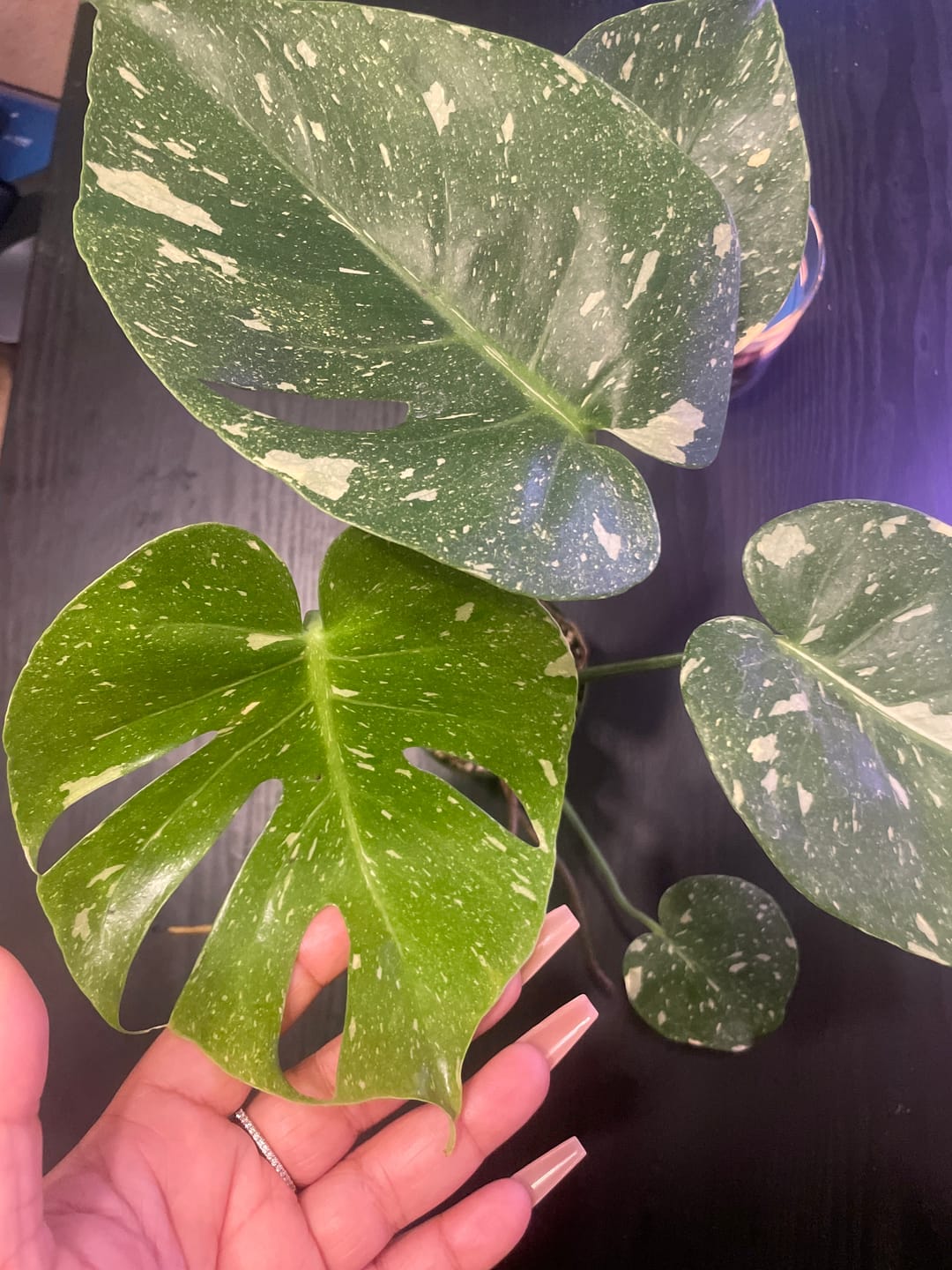 Customer photo review of Monstera deliciosa 'Thai Constellation'