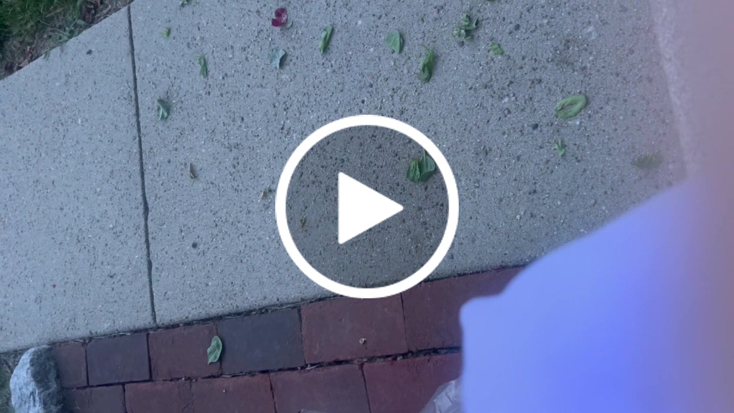 Customer video review of Blue Dream Pre Roll 1 Gram - 6ct.