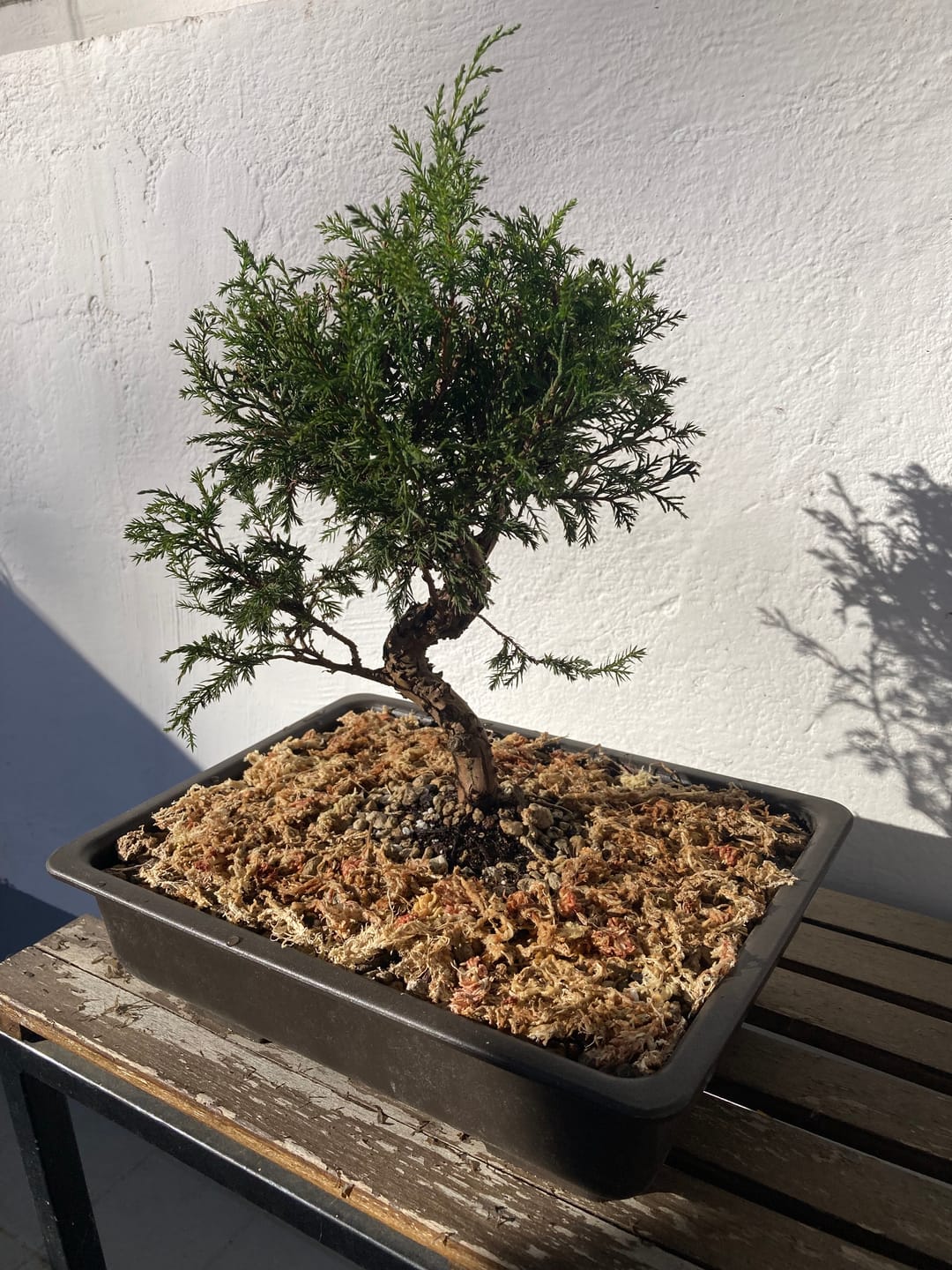 Customer photo review of SFAGNO TOP QUALITY CB®