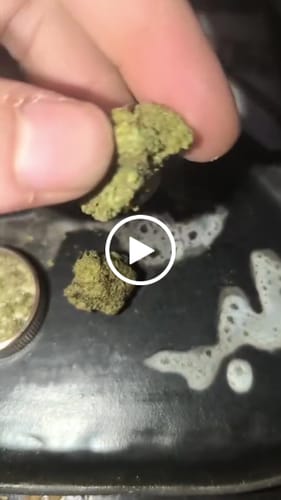 Customer video review of White Russian THCA Flower