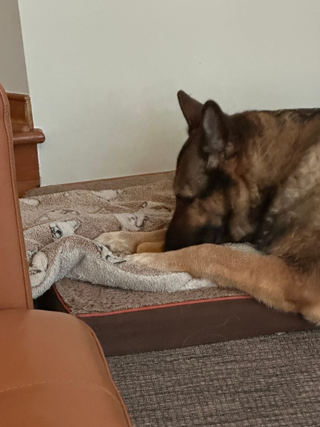 Customer photo review of 12 Inch Monster Bully Stick