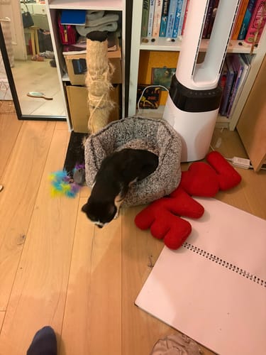 Customer photo review of 3 Month Supply - 1 Cat