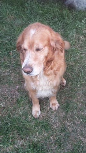 Le chien d'un client, un golden retriever à l'air détendu, assis dans l'herbe. Il prend le Complément articulations.