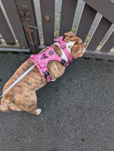 Customer photo review of Tough Trails™ Harness - Candypop