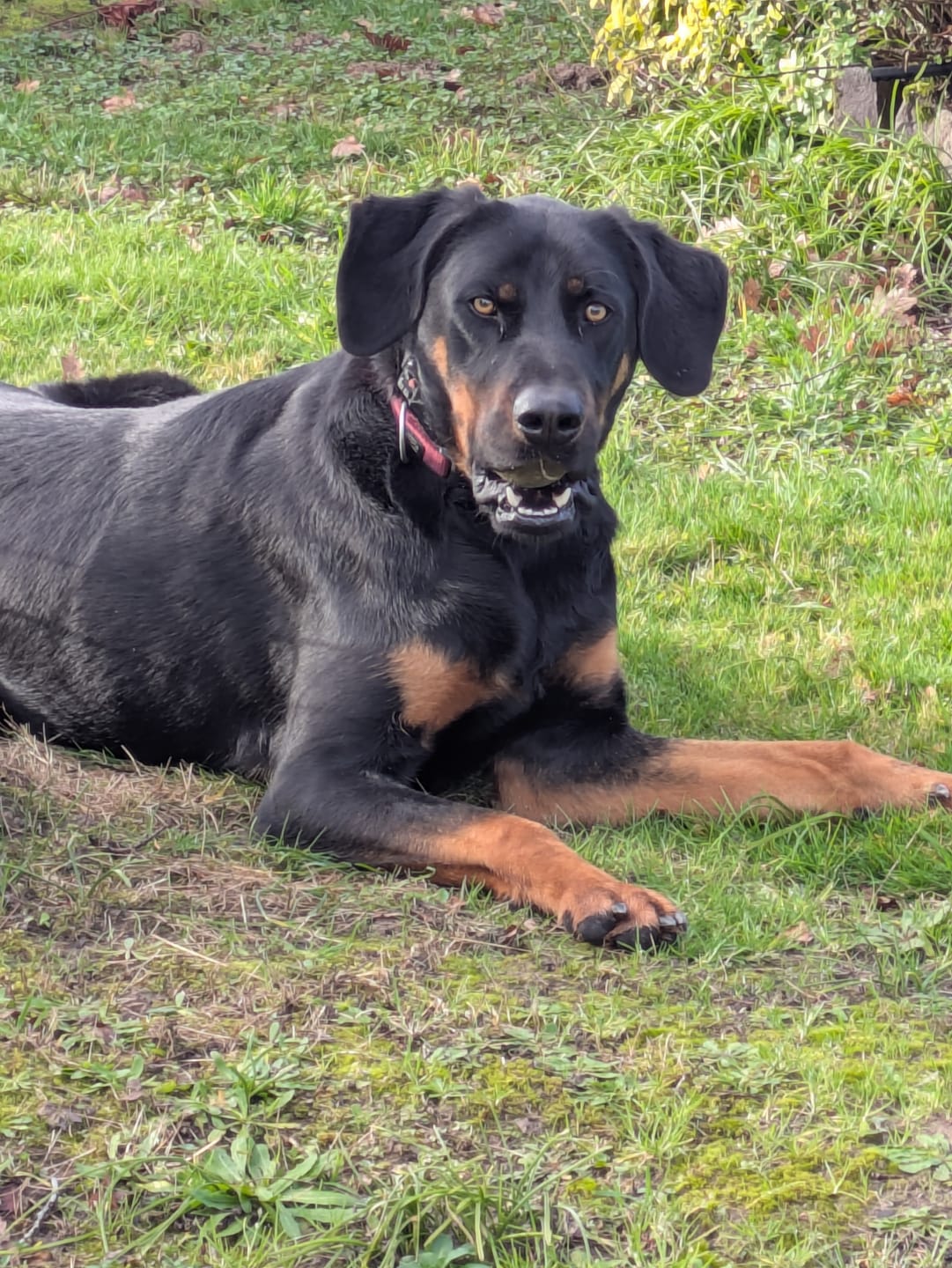 Customer photo review of Chargeur spécialement conçu pour le collier Puppy Safe