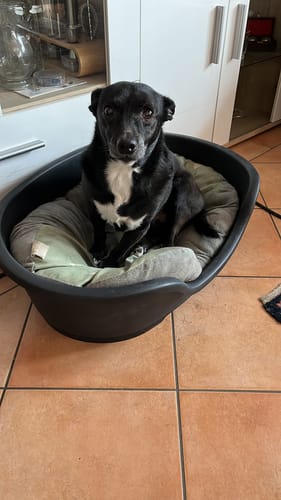 Kundenfoto eines schwarzen Hundes in seinem Korb, dessen Fell laut Bewertung durch Immu Push weicher geworden ist.