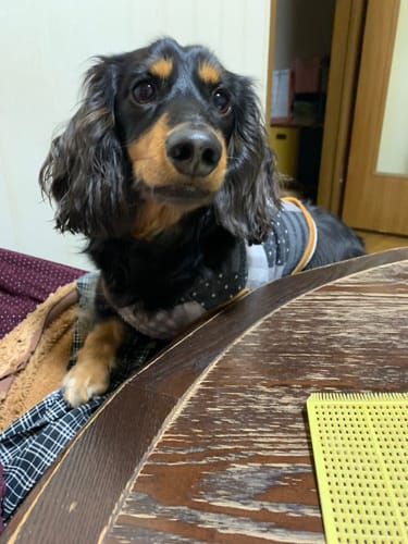 Customer photo review of FunFunPet 高機能ハーネス（お名前タグ作成サービス付き）