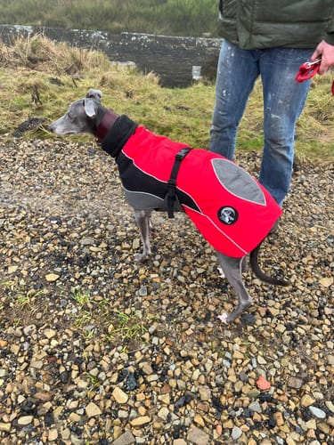 Customer photo review of Blaze - Summer/Winter Sighthound Coat with Harness Hole