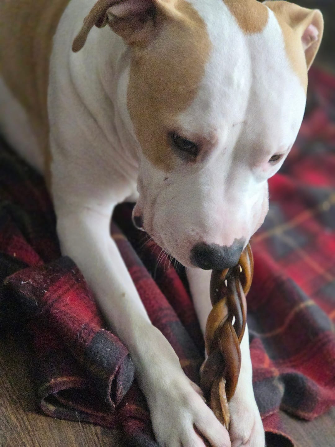 Customer photo review of 6 Inch Monster Braided Bully Stick