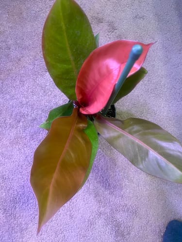Reviewer's Philodendron 'Prince of Orange' plant seen from above, showing its vibrant orange and green leaves.
