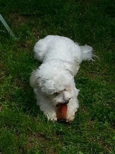 Customer photo review of Échantillon de croquettes riches en volaille - Petite taille (Chien adulte)