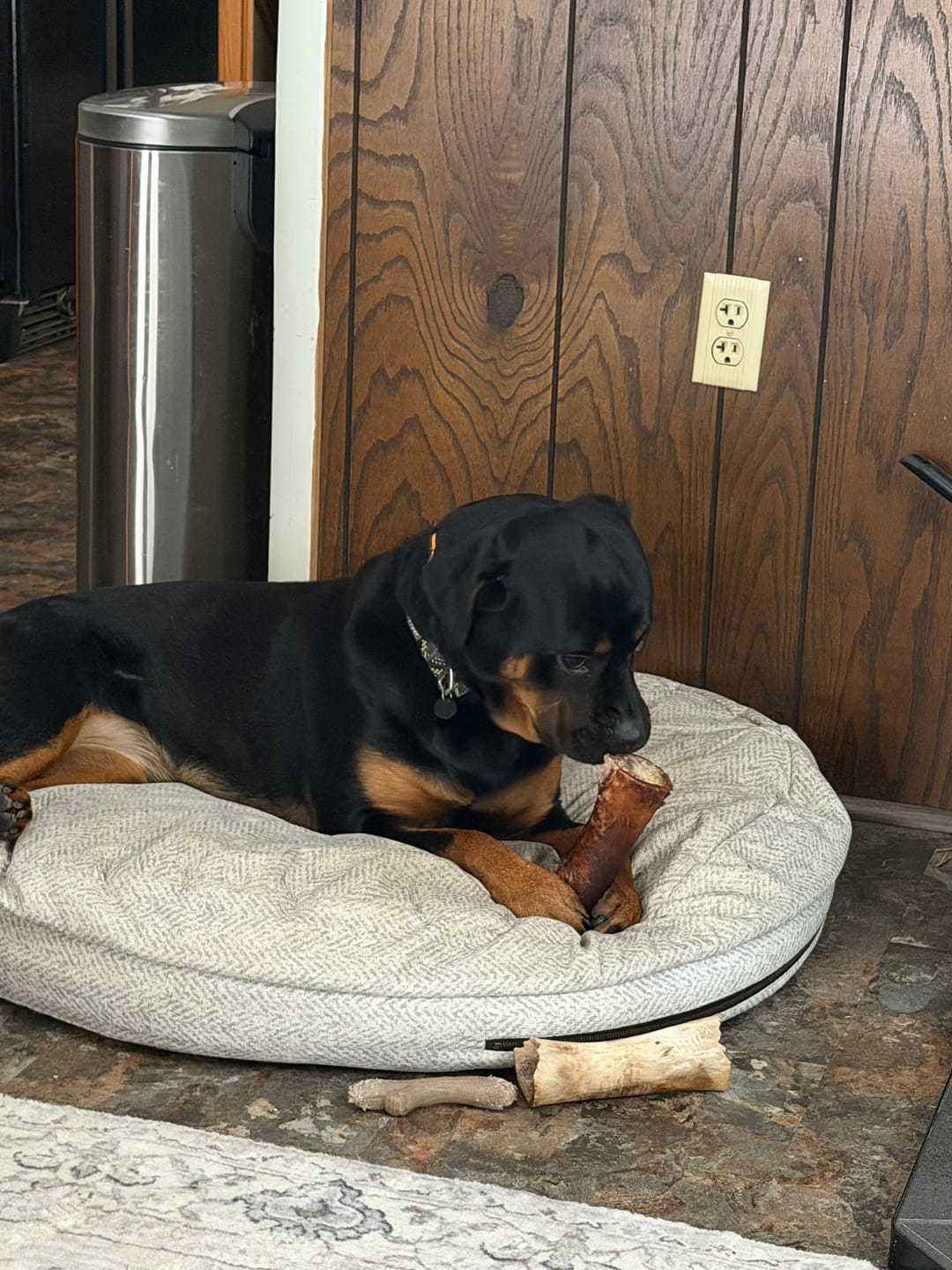 Customer photo review of Large Dog Black Friday Bundle II (4x 5oz Jerky Bags + 4x LARGE Smoked Marrow Bones)