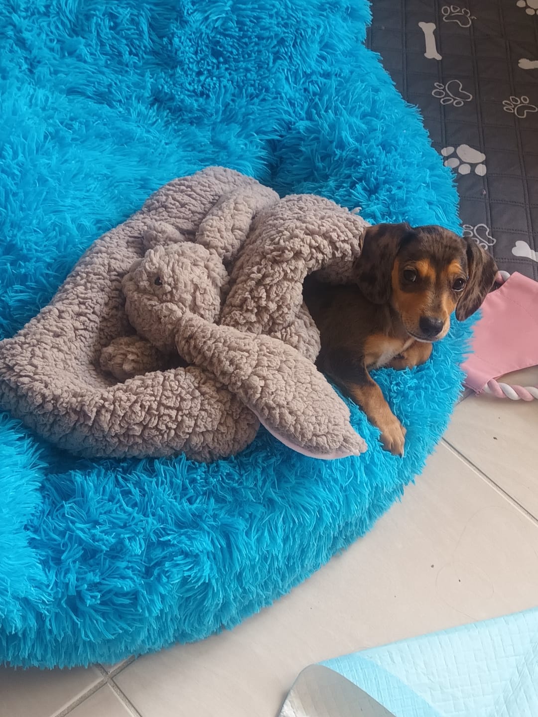 Customer photo review of Oodle-Doo Burrow Bed