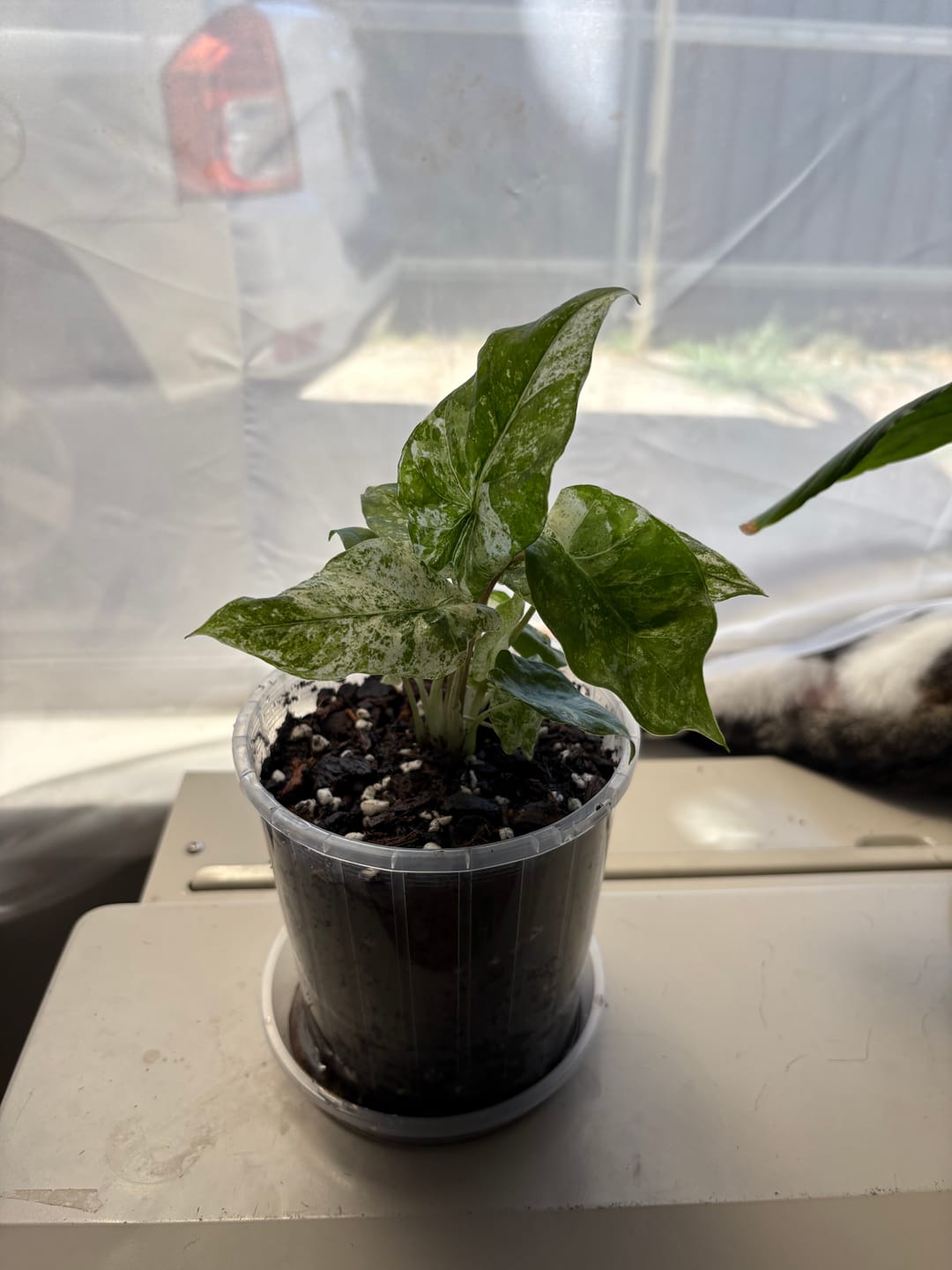 Customer photo review of Alocasia odora 'Variegata' ‘Batik’ – Rare Elephant Ear Houseplant with Cream & Green Foliage