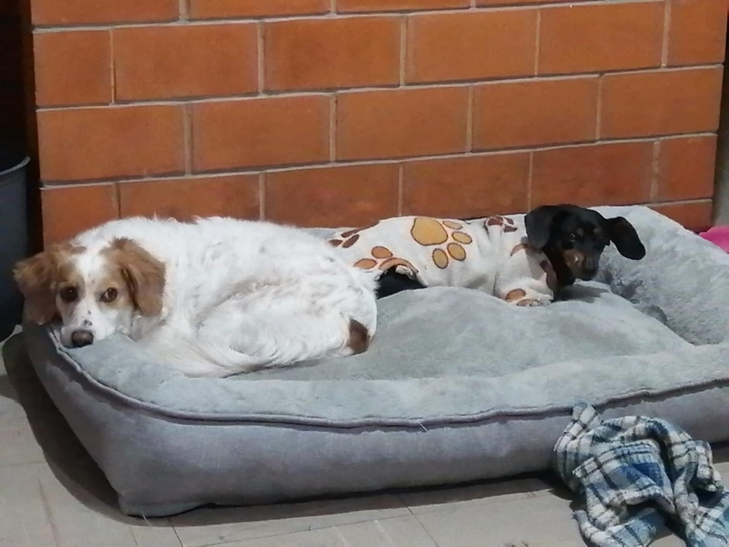 Customer photo review of Cama Sofá para Perros